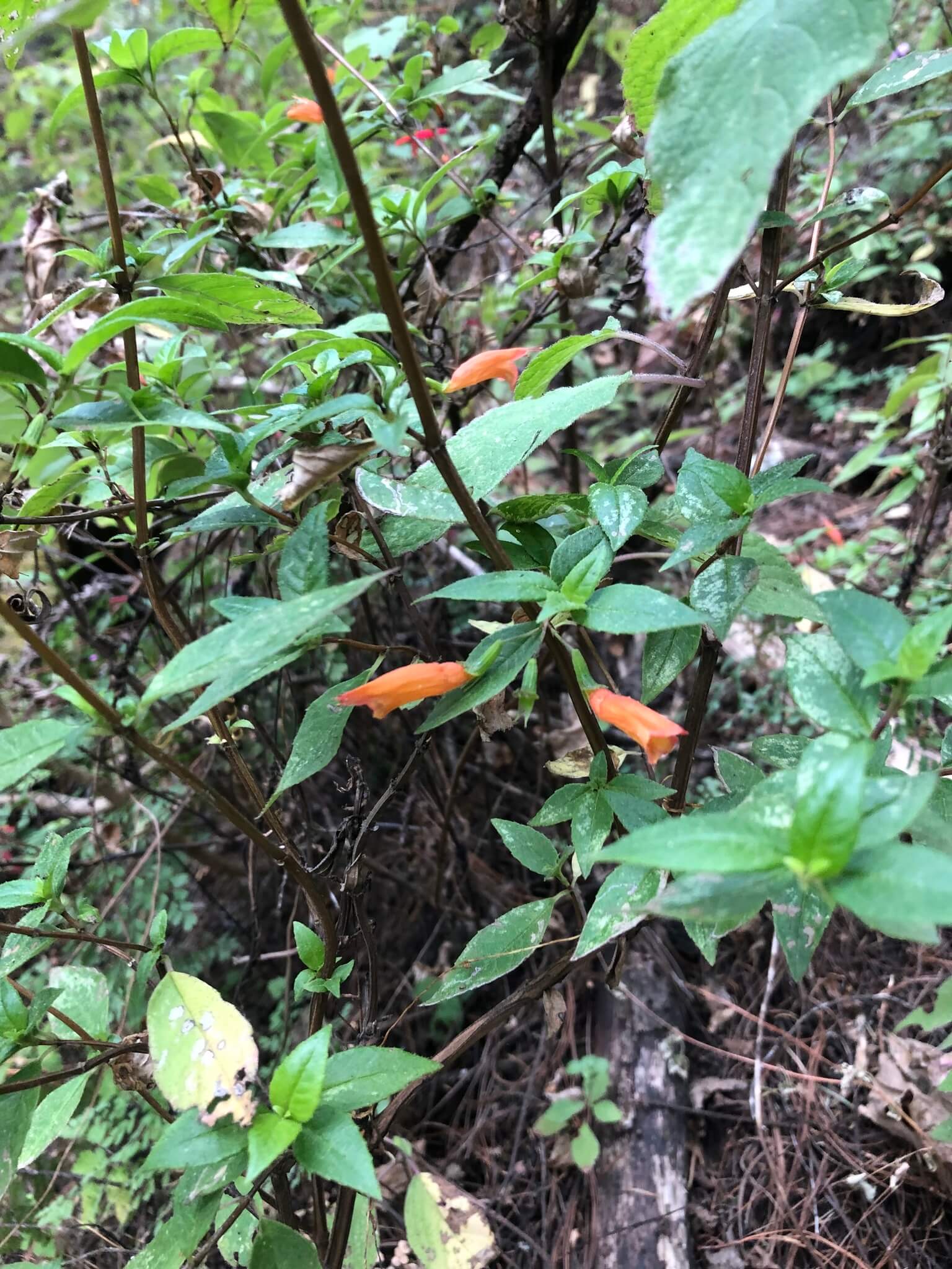 Clinopodium macrostemum